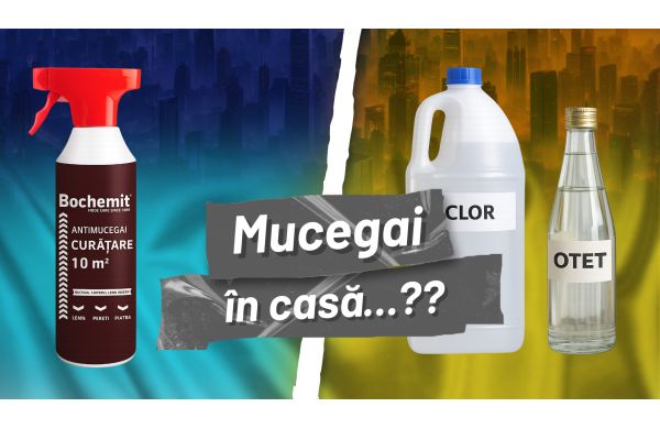 Mucegai în Casă — Cauze și Soluții | Deposib