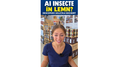 Insecte în lemn? Descoperă tratamentele Bochemit la Deposib