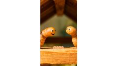 Carii de lemn – Tratament eficient pentru eliminarea insectelor