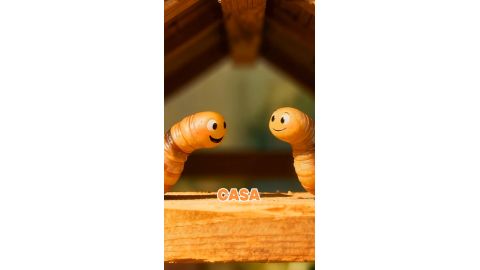 Carii de lemn – Tratament eficient pentru eliminarea insectelor