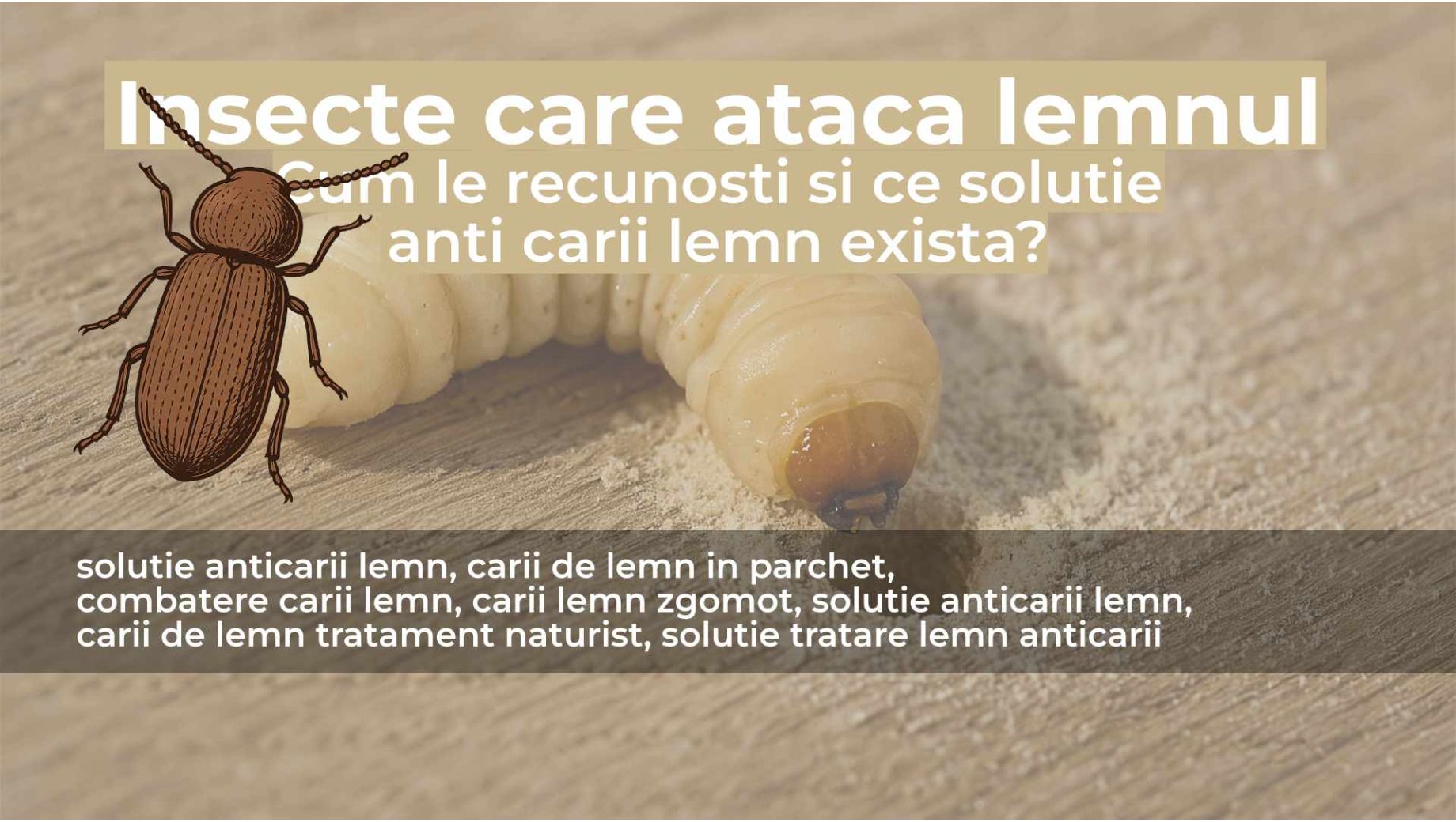 Cariile de lemn - cum le recunosti si ce solutii exista ?