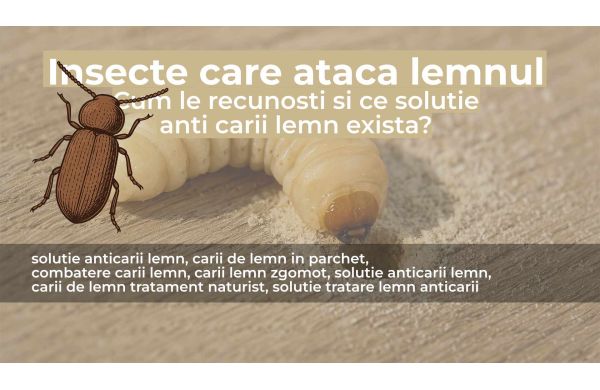 Cariile de lemn - cum le recunosti si ce solutii exista ?