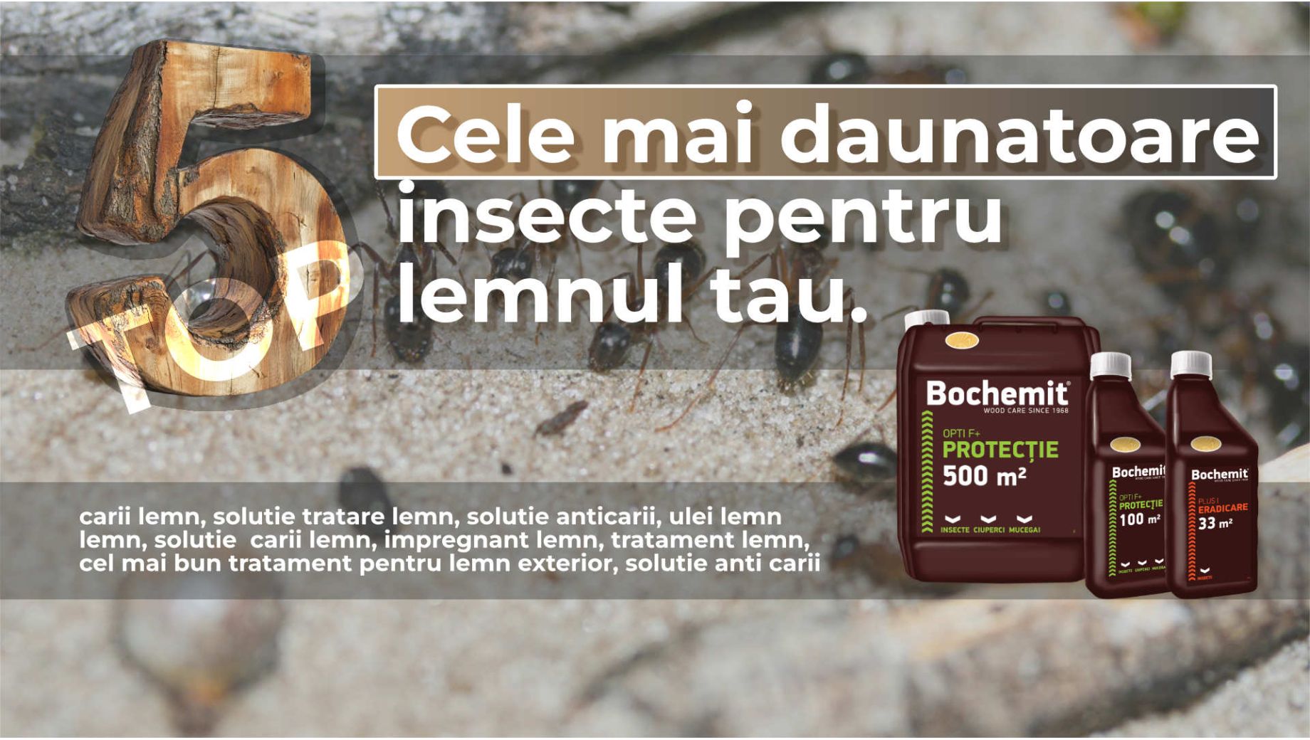 Top 5 Cele mai daunatoare carii de lemn din Romania