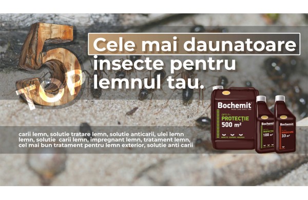 Top 5 Cele mai daunatoare carii de lemn din Romania