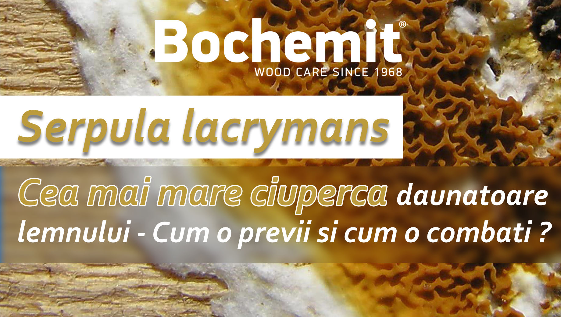 Cea mai mare ciuperca daunatoare lemnului - Serpula lacrymans