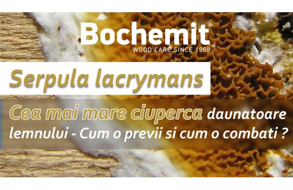Cea mai mare ciuperca daunatoare lemnului - Serpula lacrymans