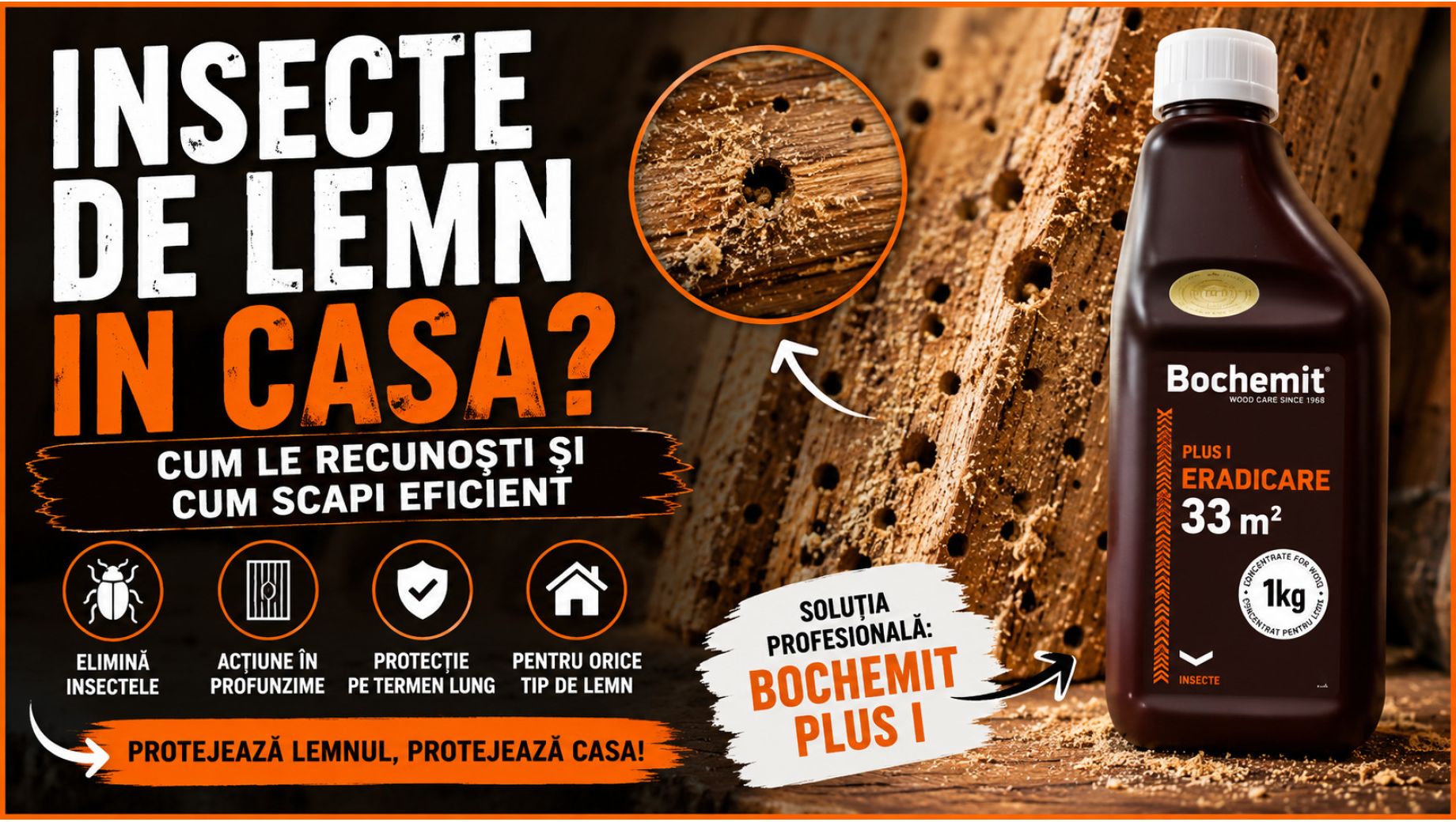 Insecte de lemn in casa? Cum recunosti problema si ce poti face inainte ca lemnul sa fie distrus