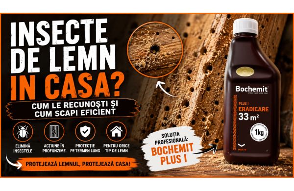 Insecte de lemn in casa? Cum recunosti problema si ce poti face inainte ca lemnul sa fie distrus