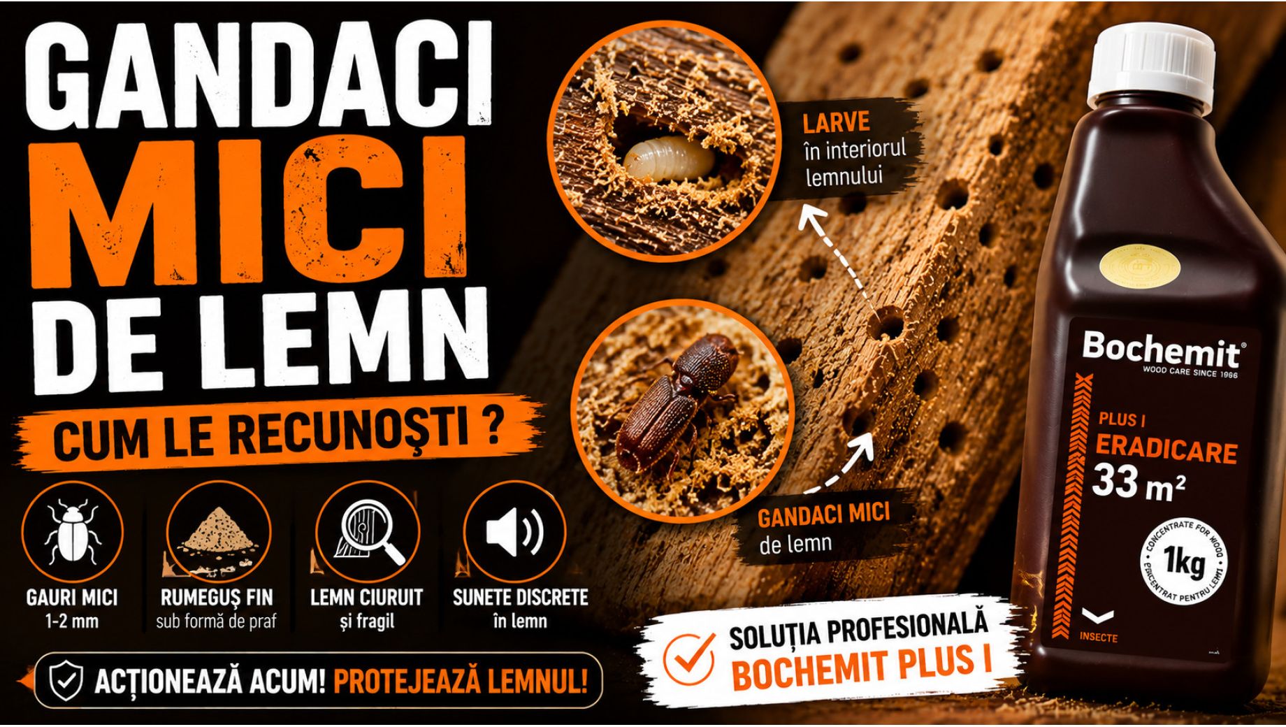 Gandaci mici de lemn – Cum scapi de carii și cum protejezi lemnul definitiv