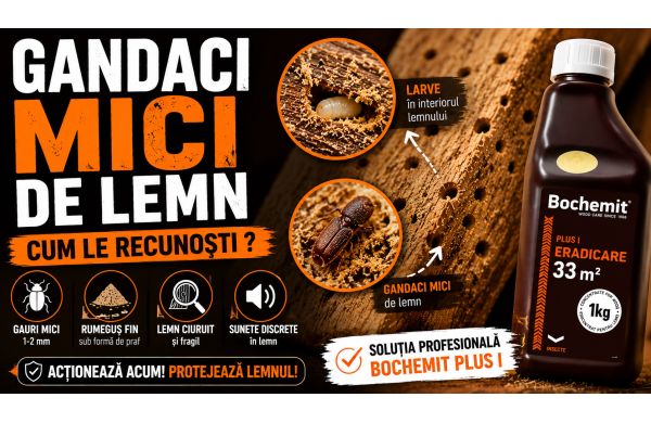 Gandaci mici de lemn – Cum scapi de carii și cum protejezi lemnul definitiv