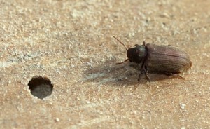 Carii de lemn - cum recunosti, previi si tratezi atacul insectelor xilofage